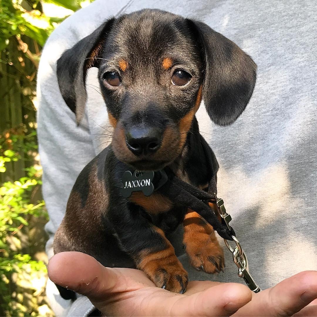 Jax - Dachshund Puppy