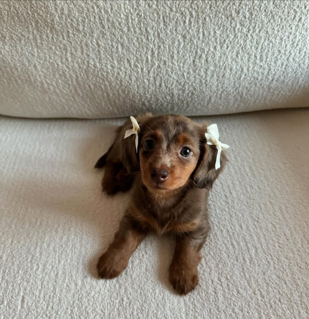 Maggie - Dachshund Puppy