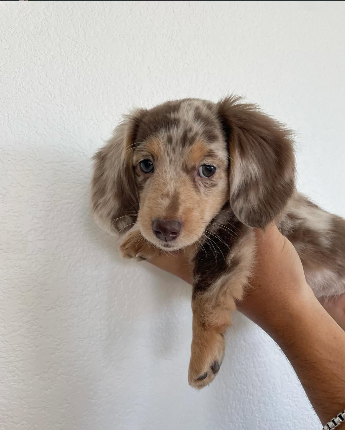Raven - Dachshund Puppy