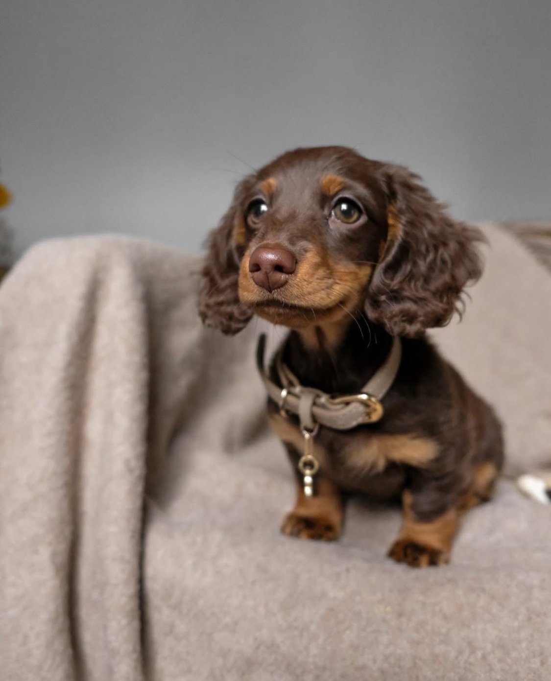 Rose - Dachshund Puppy