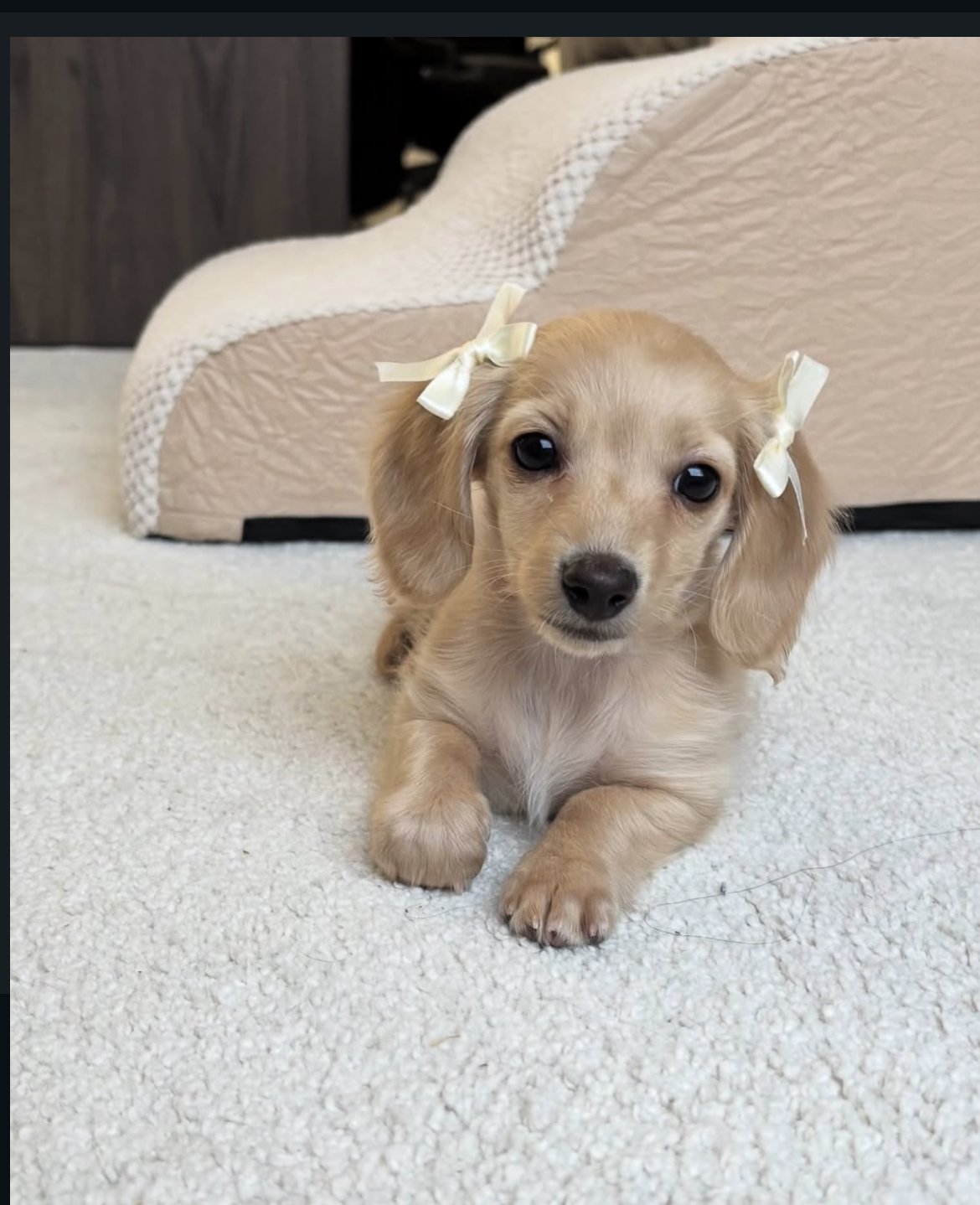 Sammy - Dachshund Puppy
