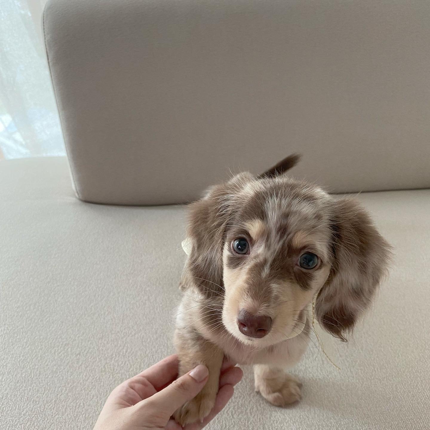Sput - Dachshund Puppy